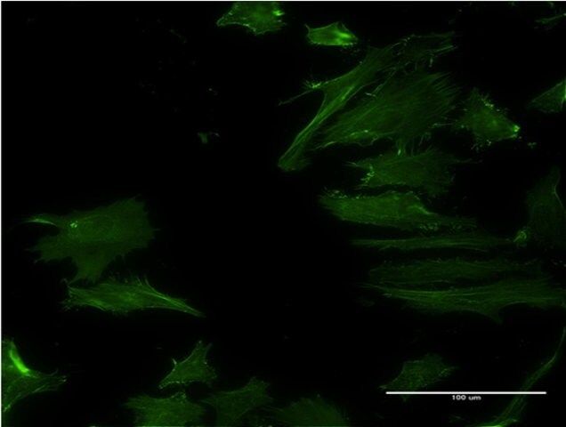 Monoclonal Anti-DPH2 antibody produced in mouse