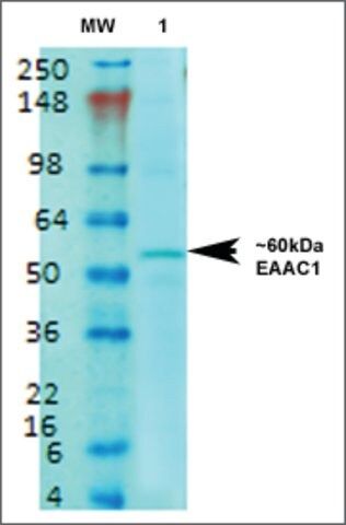 Monoclonal Anti-Eaac1-Rpe antibody produced in mouse