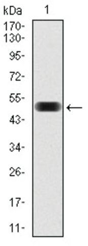 Monoclonal Anti-EIF4B antibody produced in mouse