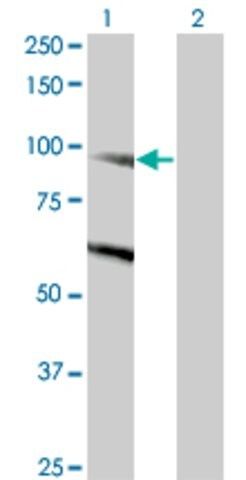 Monoclonal Anti-DNMBP antibody produced in mouse