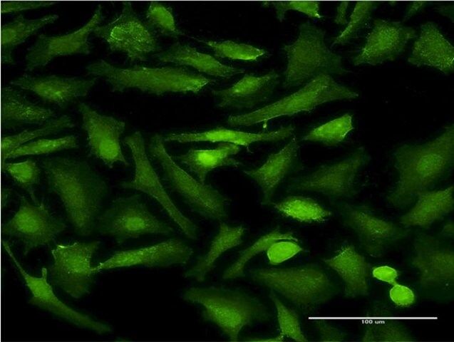 Monoclonal Anti-EHD2 antibody produced in mouse