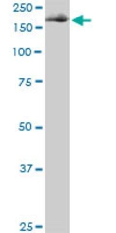 Monoclonal Anti-EIF4G1, (C-terminal) antibody produced in mouse