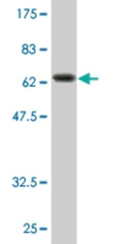 Monoclonal Anti-EIF2C2 antibody produced in mouse