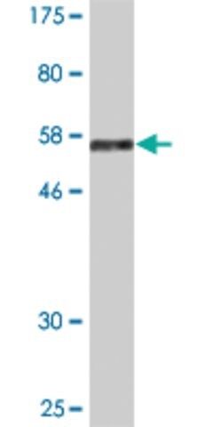 Monoclonal Anti-EAF1 antibody produced in mouse