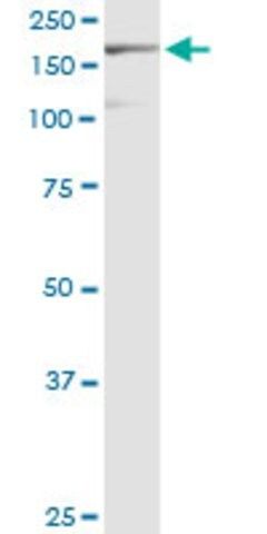 Monoclonal Anti-EIF3A, (N-terminal) antibody produced in mouse