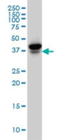 Monoclonal Anti-EIF4E2, (C-terminal) antibody produced in mouse