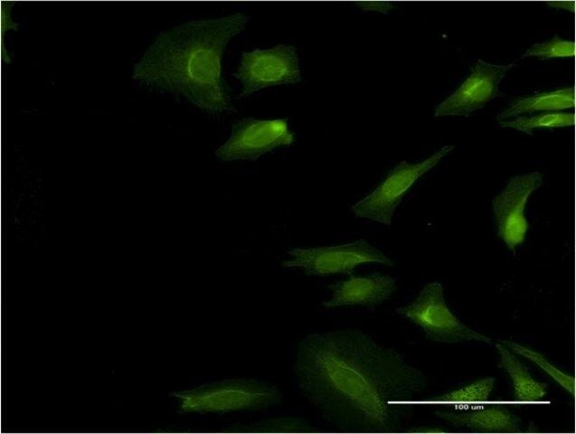 Monoclonal Anti-EIF3S2, (C-terminal) antibody produced in mouse