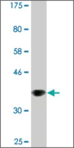 Monoclonal Anti-EDAR antibody produced in mouse