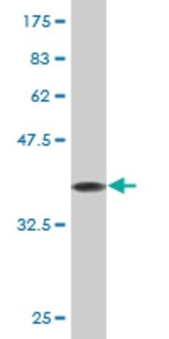 Monoclonal Anti-EIF4EBP1 antibody produced in mouse