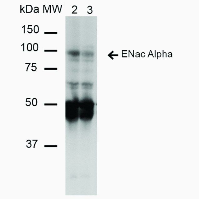 Monoclonal Anti-ENaC alpha-FITC antibody produced in mouse