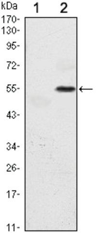 Monoclonal Anti-EIF2AK3 antibody produced in mouse