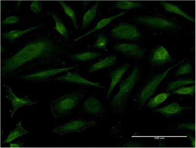 Monoclonal Anti-EIF1AY antibody produced in mouse