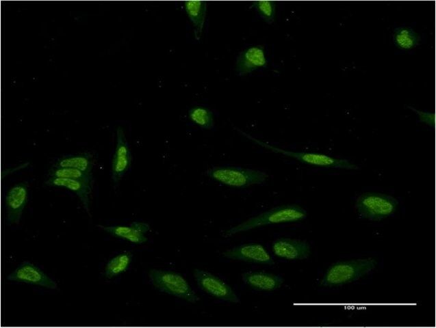 Monoclonal Anti-EIF4EBP3 antibody produced in mouse