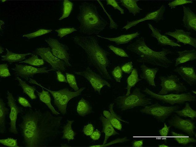 Monoclonal Anti-EIF4EBP3 antibody produced in mouse