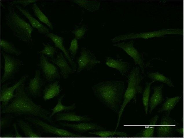 Monoclonal Anti-EIF4G2 antibody produced in mouse