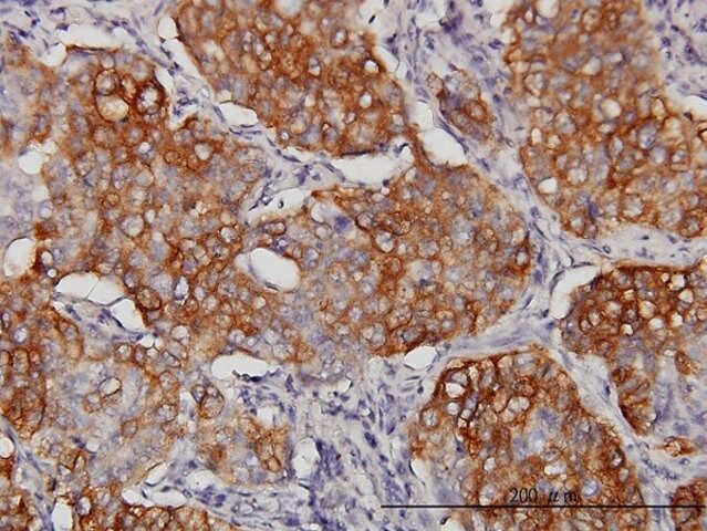 Monoclonal Anti-EIF4G3 antibody produced in mouse