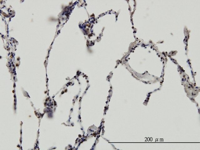 Monoclonal Anti-ERH antibody produced in mouse