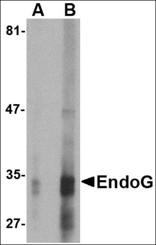 Monoclonal Anti-EndoG antibody produced in mouse