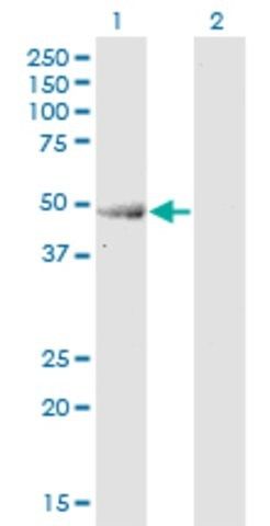 Monoclonal Anti-ENO3 antibody produced in mouse