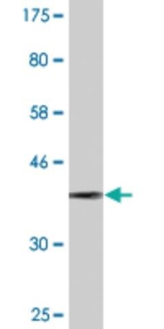 Monoclonal Anti-FARS2, (C-terminal) antibody produced in mouse