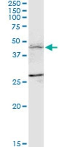 Monoclonal Anti-FBXL7 antibody produced in mouse