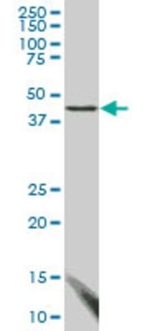 Monoclonal Anti-FBLIM1, (C-terminal) antibody produced in mouse