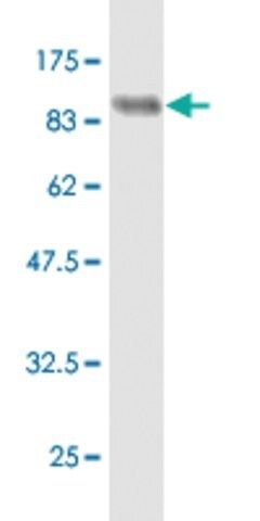 Monoclonal Anti-FAF1 antibody produced in mouse