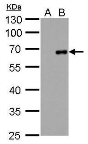 Monoclonal Anti-Factor X antibody produced in mouse