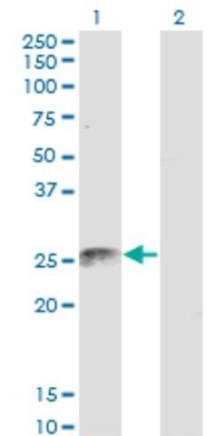 Monoclonal Anti-FADD, (C-terminal) antibody produced in mouse