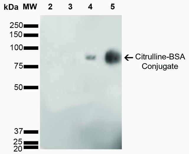 Monoclonal Anti-Citrulline-Allophycocyanin antibody produced in mouse