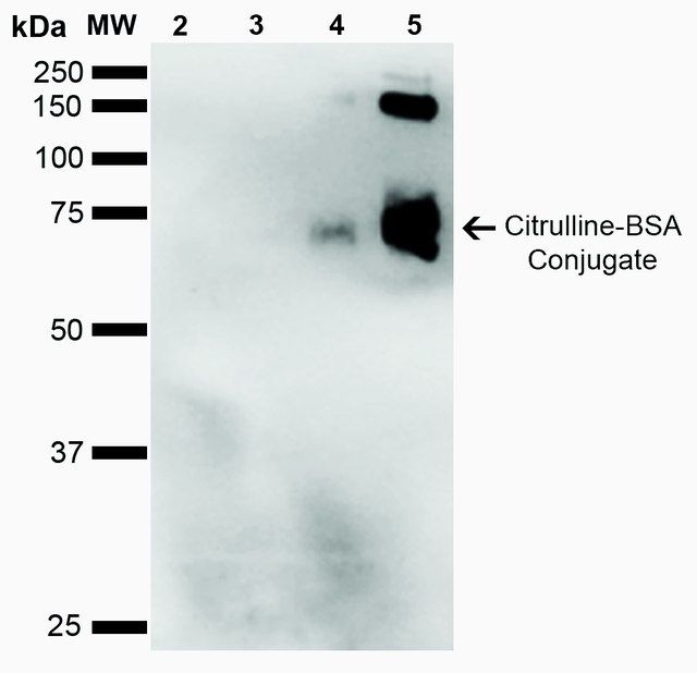 Monoclonal Anti-Citrulline-Horseradish Peroxidase antibody produced in mouse