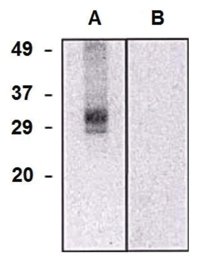 Monoclonal Anti-CLIC5 antibody produced in mouse