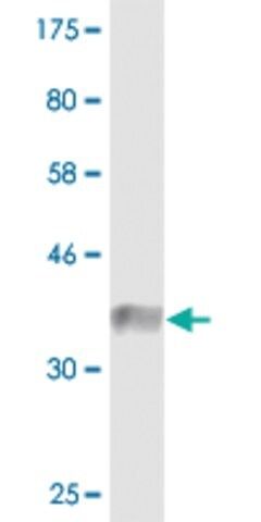 Monoclonal Anti-CLASP1 antibody produced in mouse