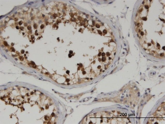 Monoclonal Anti-CKAP2 antibody produced in mouse