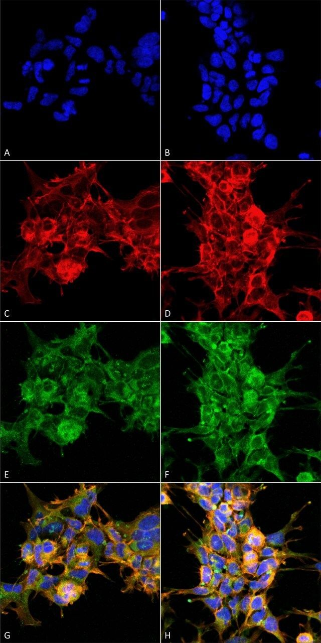 Monoclonal Anti-Dibromo-tyrosine-Horseradish Peroxidase antibody produced in mouse