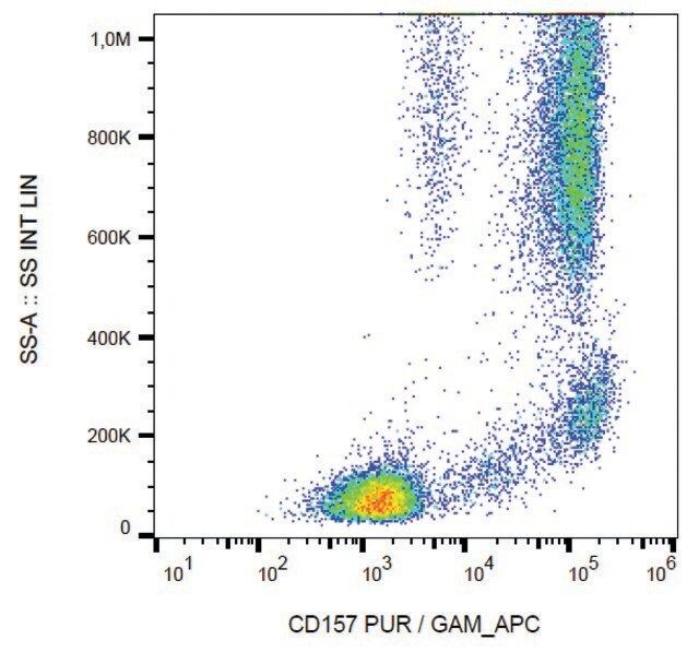 Monoclonal Anti-CD157 antibody produced in mouse