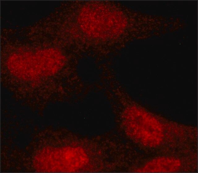 Monoclonal Anti-CDA antibody produced in mouse