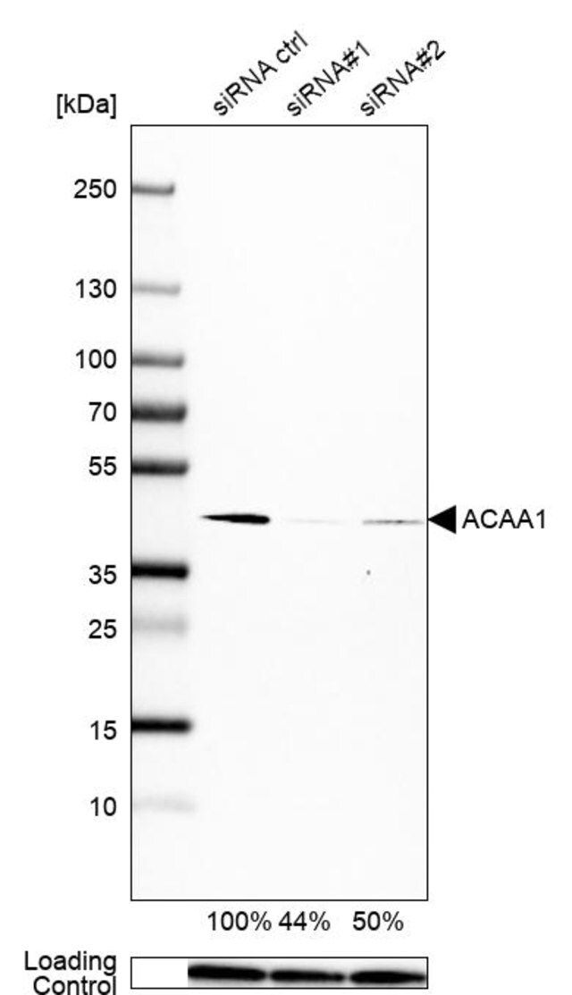 Monoclonal Anti-ACAA1 antibody produced in mouse