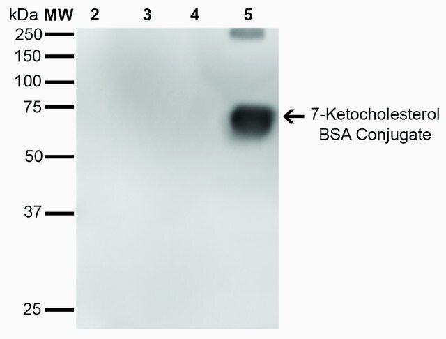 Monoclonal Anti-7-Ketocholesterol antibody produced in mouse