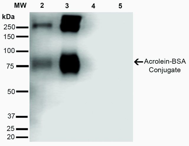 Monoclonal Anti-Acrolein-Atto 594 antibody produced in mouse