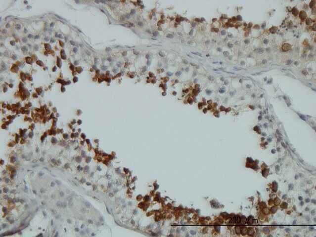 Monoclonal Anti-AKT1 antibody produced in mouse