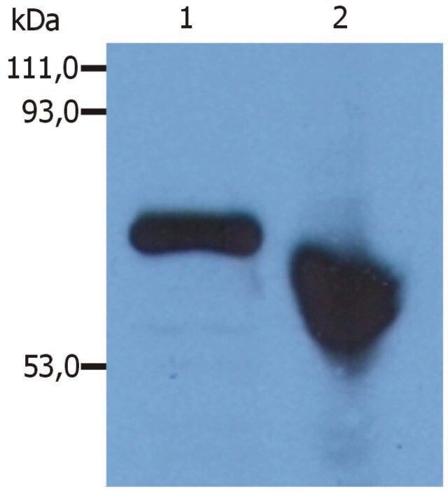 Monoclonal Anti-alphaFetoprotein antibody produced in mouse