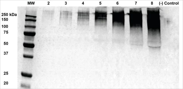 Monoclonal Anti-Alginate-Atto 488 antibody produced in mouse