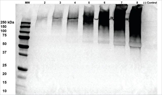 Monoclonal Anti-Alginate-Atto 390 antibody produced in mouse