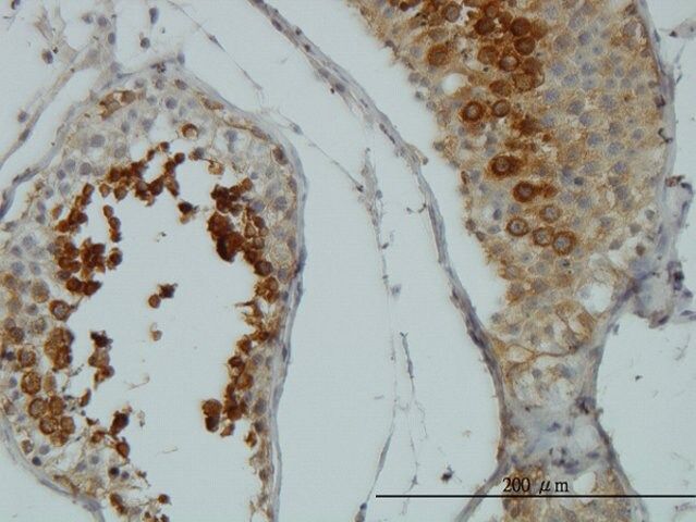 Monoclonal Anti-AKT1 antibody produced in mouse