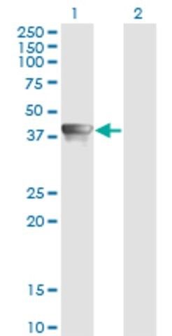 Monoclonal Anti-AHSA1 antibody produced in mouse