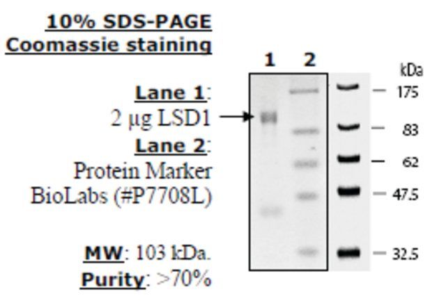 LSD1 Active human