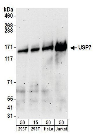 Goat anti-USP7 Antibody, Affinity Purified