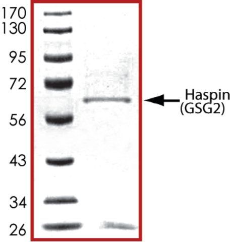 GSG2 (470-end), active, GST tagged human