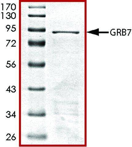 GRB7, GST tagged human